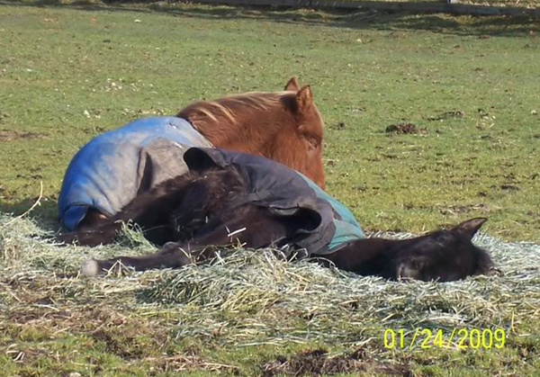 Lola & Aiden napping in the hay