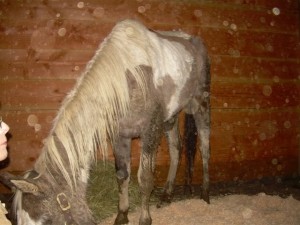 Whisper at Laura's, shortly after rescue