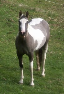 Whisper, April 2009, fully recovered