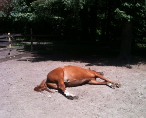 Tuesday Snoozeday
