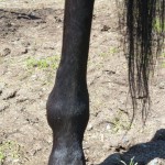 Lump above RH fetlock