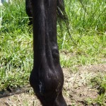 Lump above RH fetlock