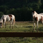 Blu and Shiloh 2 yrs old