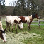 Shiloh, Blu and Khianna