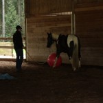 Dexter is introduced to the big pink ball.