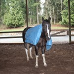 Dexter goes for a stroll with his new friend, Mr. Blue Tarp