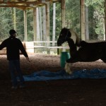 Dexter meets the horse-eating blue tarp.