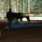 Dexter decides the blue tarp isn't so bad.