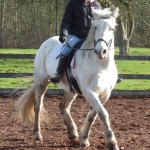 Char under saddle