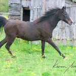 Bucky by Karen Wegehenkel