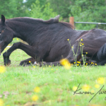 Bucky by Karen Wegehenkel