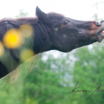 Bucky by Karen Wegehenkel