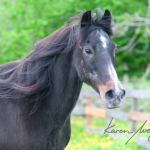 Bucky by Karen Wegehenkel