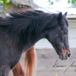 Bucky by Karen Wegehenkel