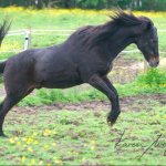 Bucky by Karen Wegehenkel