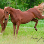 Summer by Karen Wegehenkel