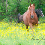 Summer by Karen Wegehenkel