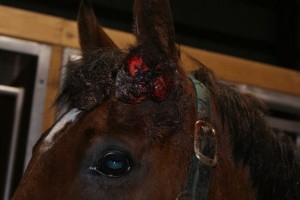 Sarcoid growing on ear