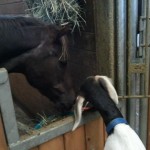 Sharing his dinner with Mama goat