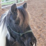 Joker, 5 year old gelding