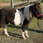 Joker, 5 year old gelding