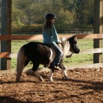 Joker, 5 year old gelding