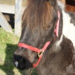 Joker, 5 year old gelding