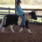 Joker, 5 year old gelding