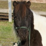 Jazzy, 4 year old mare