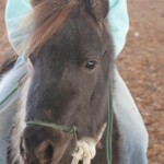 Jazzy, 4 year old mare