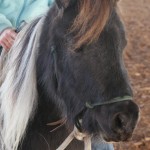 Jazzy, 4 year old mare
