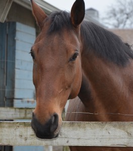 Strider wants a forever home...