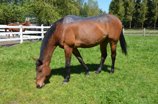 Lovely horse, lovely day!