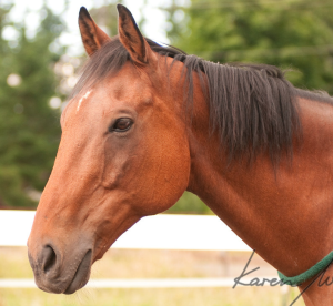 Chance (photo by Karen Wegehenkel)