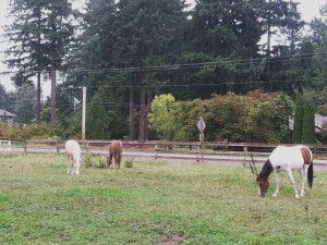 Jewel enjoys turnout with Maggie & Miah