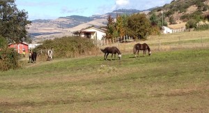 April and Sarah in the big mare field at Equamore