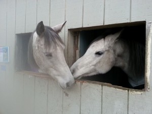 Sapphire and Sasha