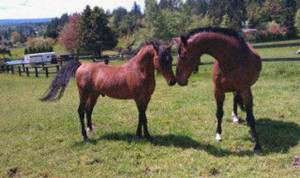 Oscar's first friend as a gelding was Faerplay