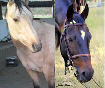 Boone and Ivy: Unforgettable Horses