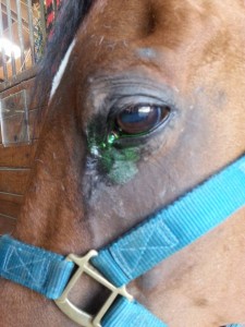 Oscar's eye examination