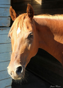 Annabelle's beautiful eyes.