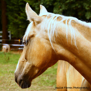 Handsome Phoenix!