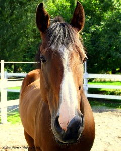 Craspedia, aka Speedy, aka Crass, aka Crispy, aka Crap Daddy, aka our friend