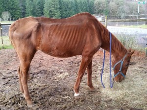 Anakin, rescued in Winlock, 12/4/15