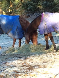 Emmy likes to eat right next to her buddy Sophie