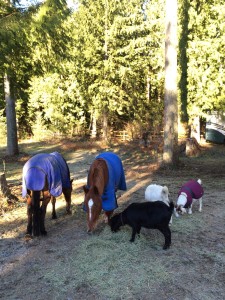 Everyone is invited to the hay party!!