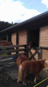 Stella in her stall with Anakin and the minis  keeping her company. 