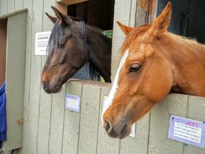 Stevie (left) and Lacey (right)