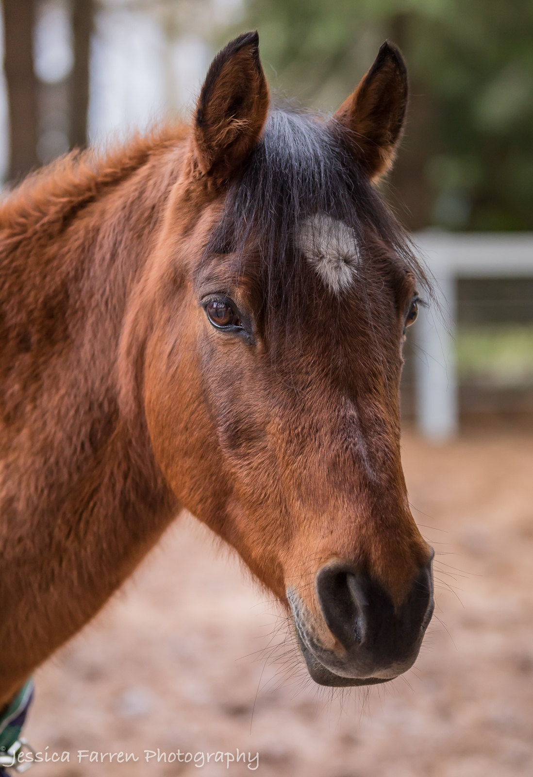 Oscar: A Perfect Gelding…A Perfect Gentleman