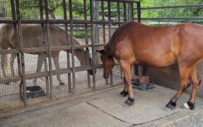 Tilt is Adopted!
